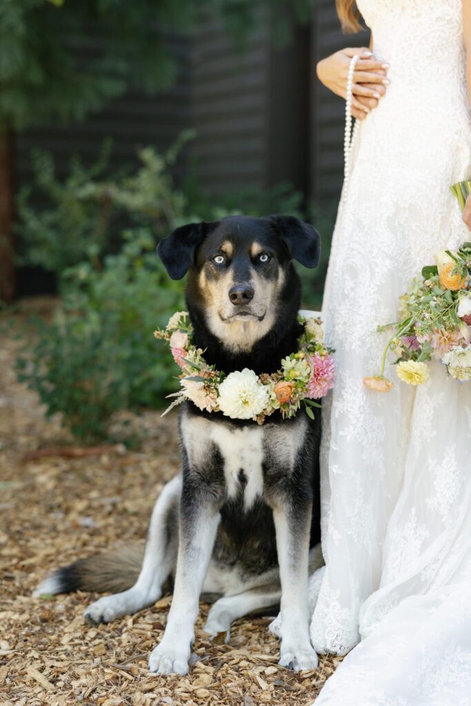 Black-and-tan dog wearing a colorful floral collar seated beside the bride's wedding gown at a Lake Tahoe wedding.