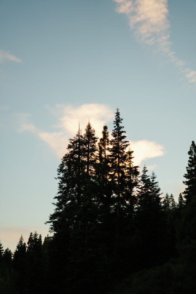 Tall evergreen trees silhouetted against a pastel evening sky in the Sierra Nevada mountains near Lake Tahoe.